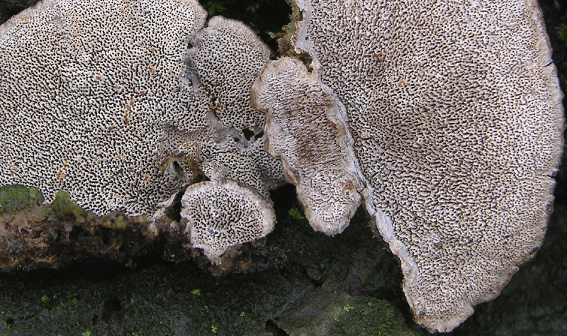 In bosco di Quercus cerris(8).